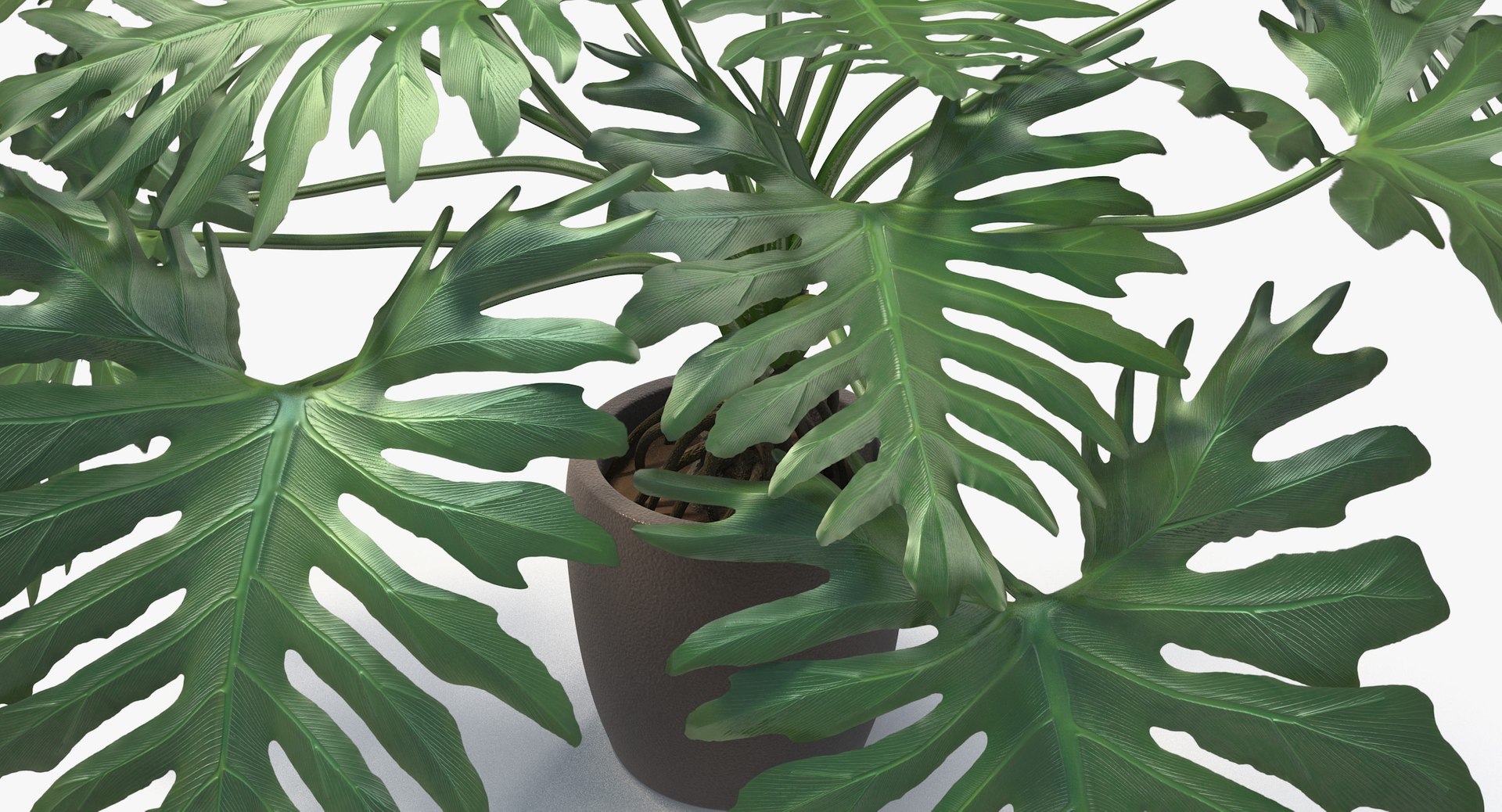philodendron selloum pot 3D https://p.turbosquid.com/ts-thumb/SU/pQ1bZu/YjLXHIum/philodendron_selloum_041/jpg/1504873402/1920x1080/fit_q87/8b0063d4374f9beaa40042ddc5db04d44b16b20d/philodendron_selloum_041.jpg