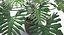 Philodendron Selloum In Pot