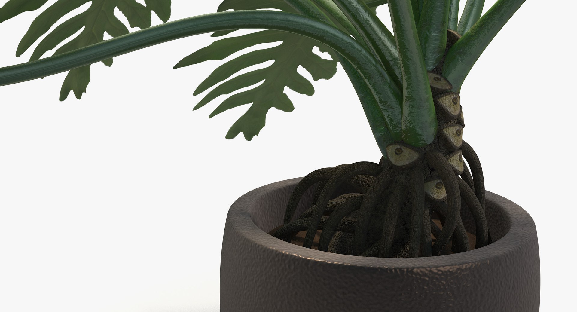 philodendron selloum pot 3D https://p.turbosquid.com/ts-thumb/SU/pQ1bZu/ZGQegbax/philodendron_selloum_071/jpg/1504873402/1920x1080/fit_q87/c72073108241a257c505d5001eebec9d81a3d7dc/philodendron_selloum_071.jpg
