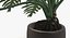 Philodendron Selloum In Pot