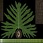 Philodendron Selloum In Pot