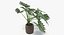 Philodendron Selloum In Pot