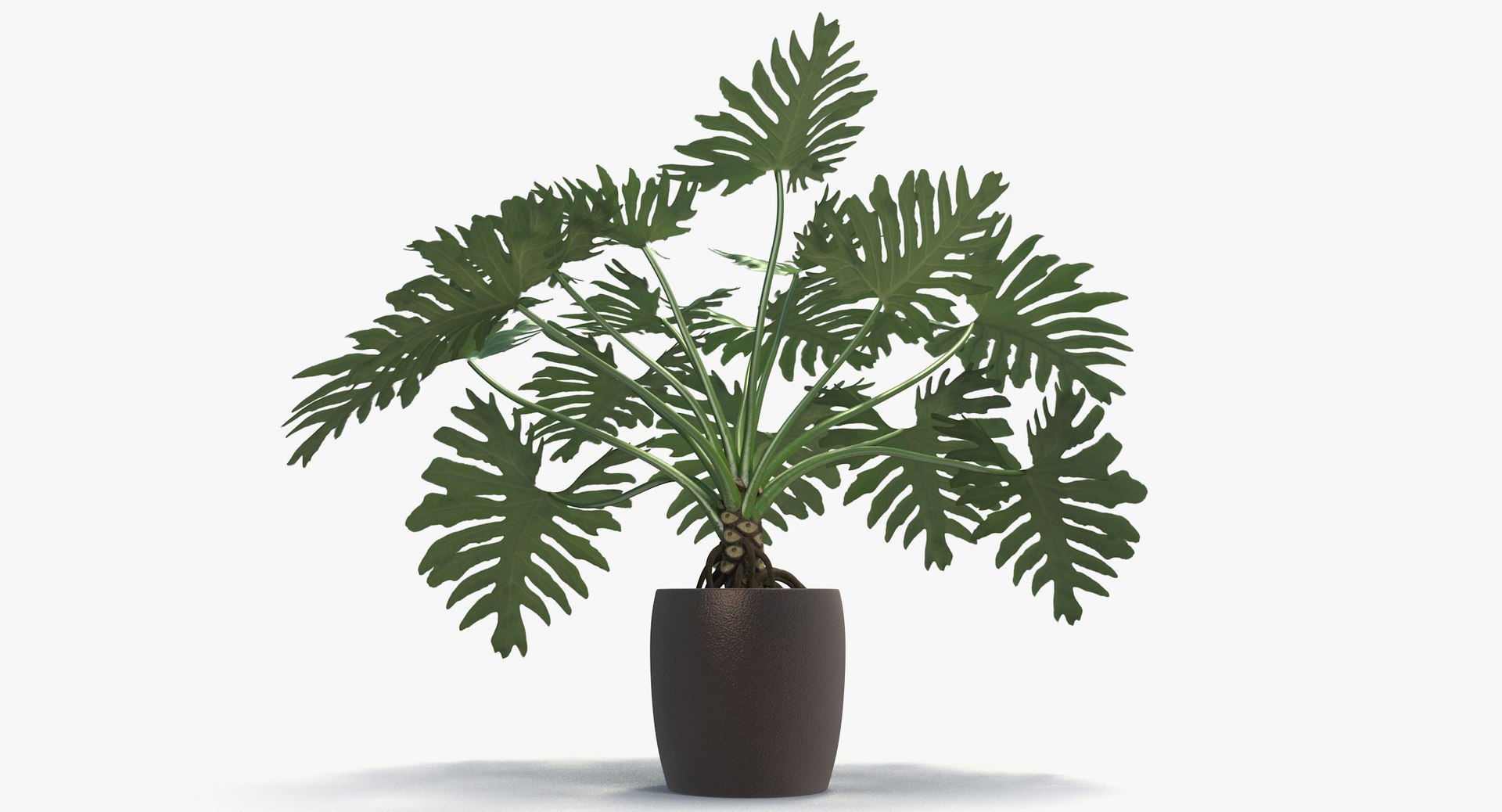 philodendron selloum pot 3D https://p.turbosquid.com/ts-thumb/SU/pQ1bZu/r9lRB17b/philodendron_selloum_061/jpg/1504873402/1920x1080/fit_q87/7afa0dc34f68cf91842950d81d2154eb49470a44/philodendron_selloum_061.jpg