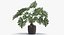 Philodendron Selloum In Pot