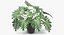 Philodendron Selloum In Pot