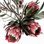 花束与 protea 和桉树