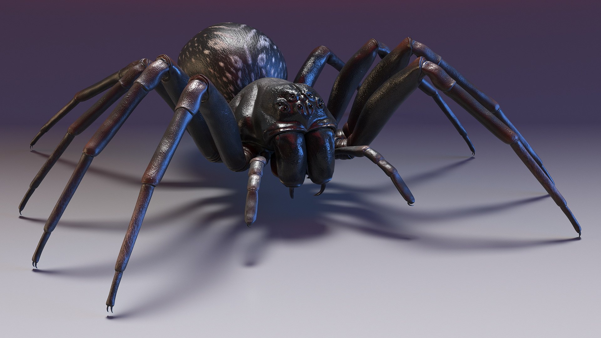 Australian Black House Spider 3D - TurboSquid 2158705