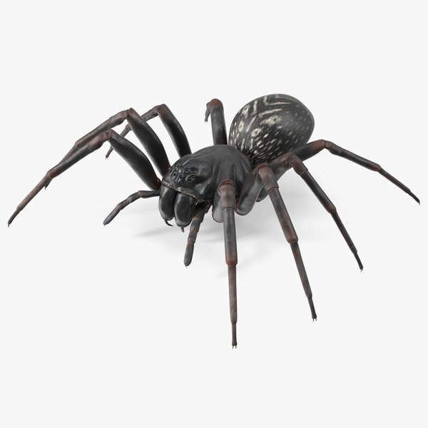 Spider 3D Models for Download | TurboSquid