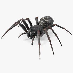 Australian Black House Spider