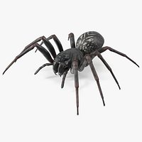 Australian Black House Spider
