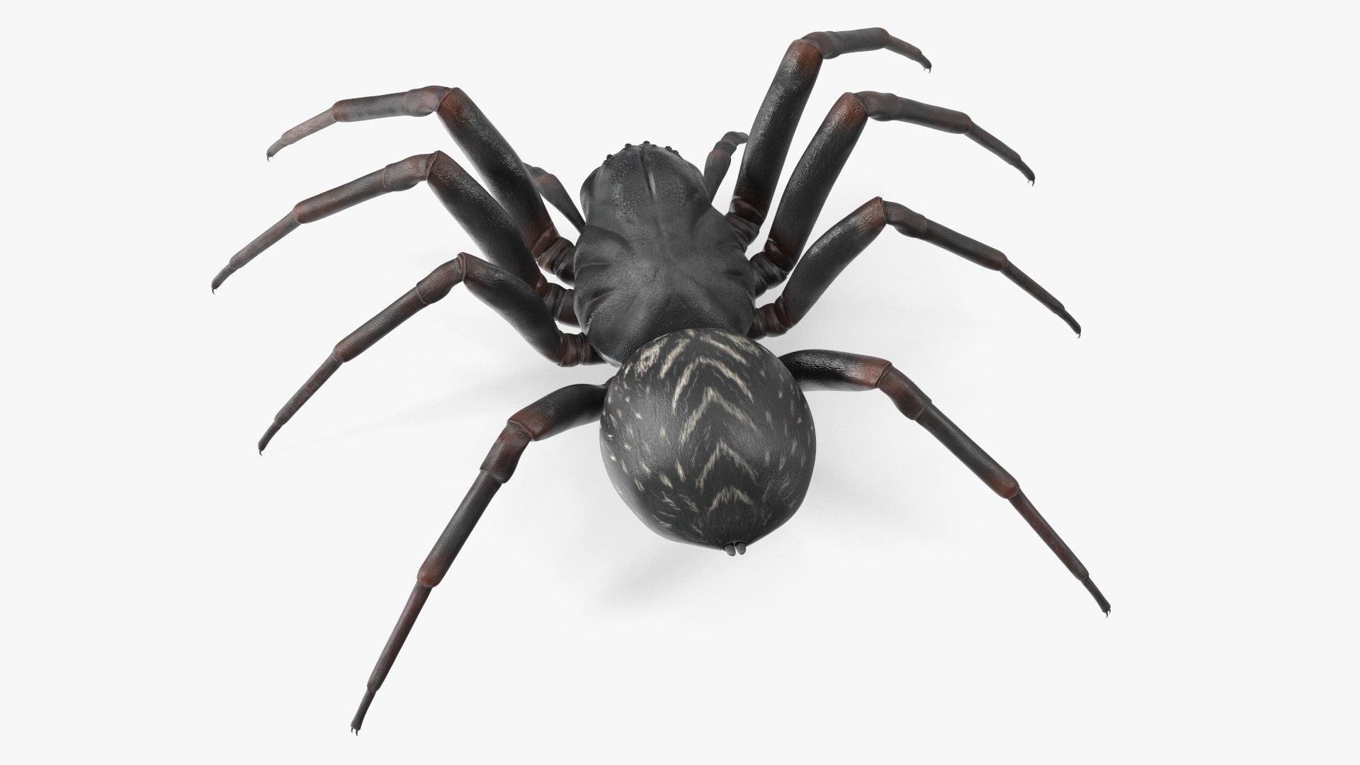 Australian Black House Spider 3D - TurboSquid 2158705