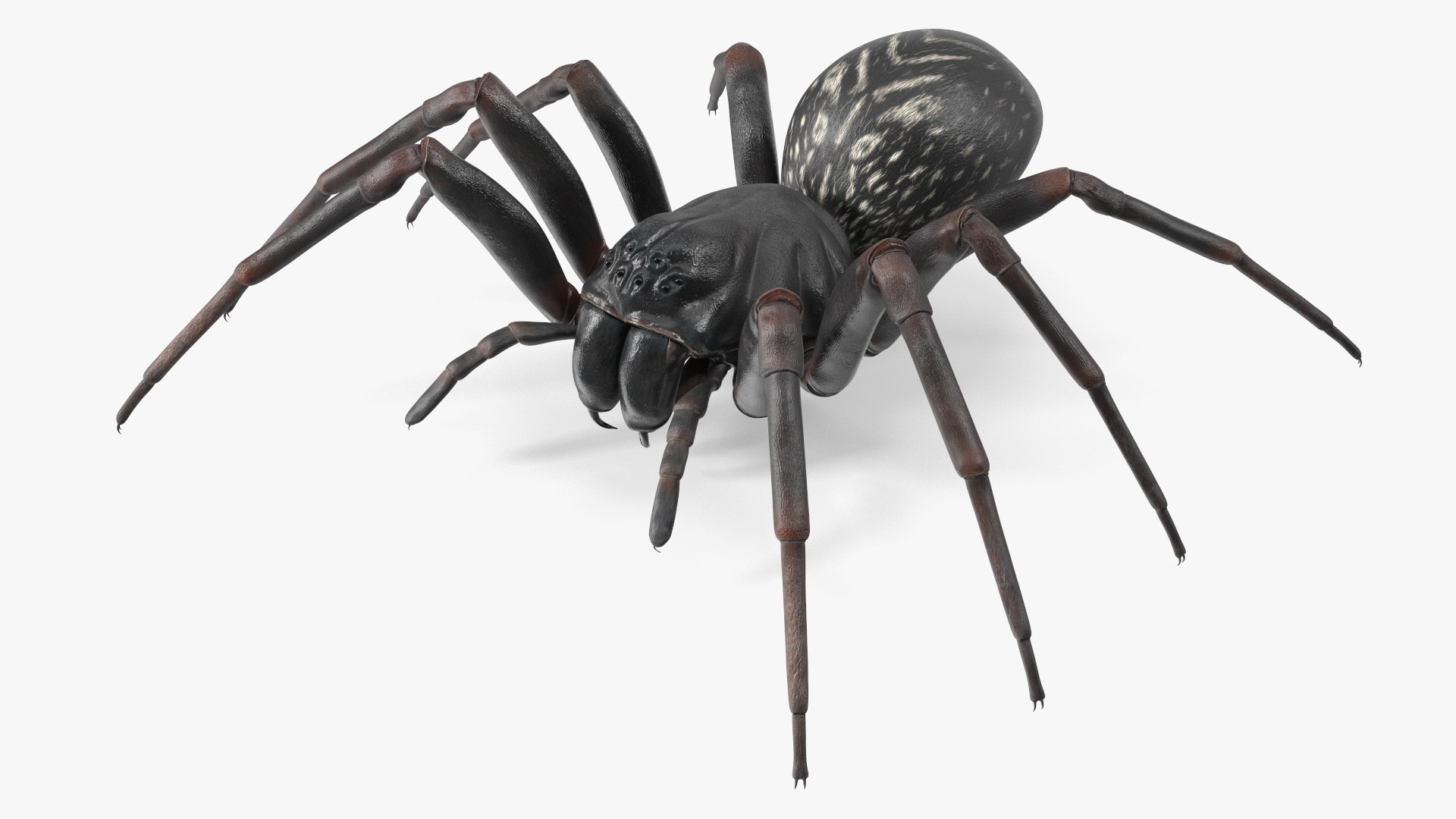 Australian Black House Spider 3D model preview