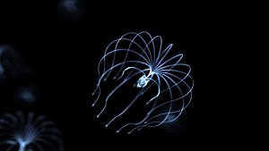 jellyfish seeds sacred tree 3D model