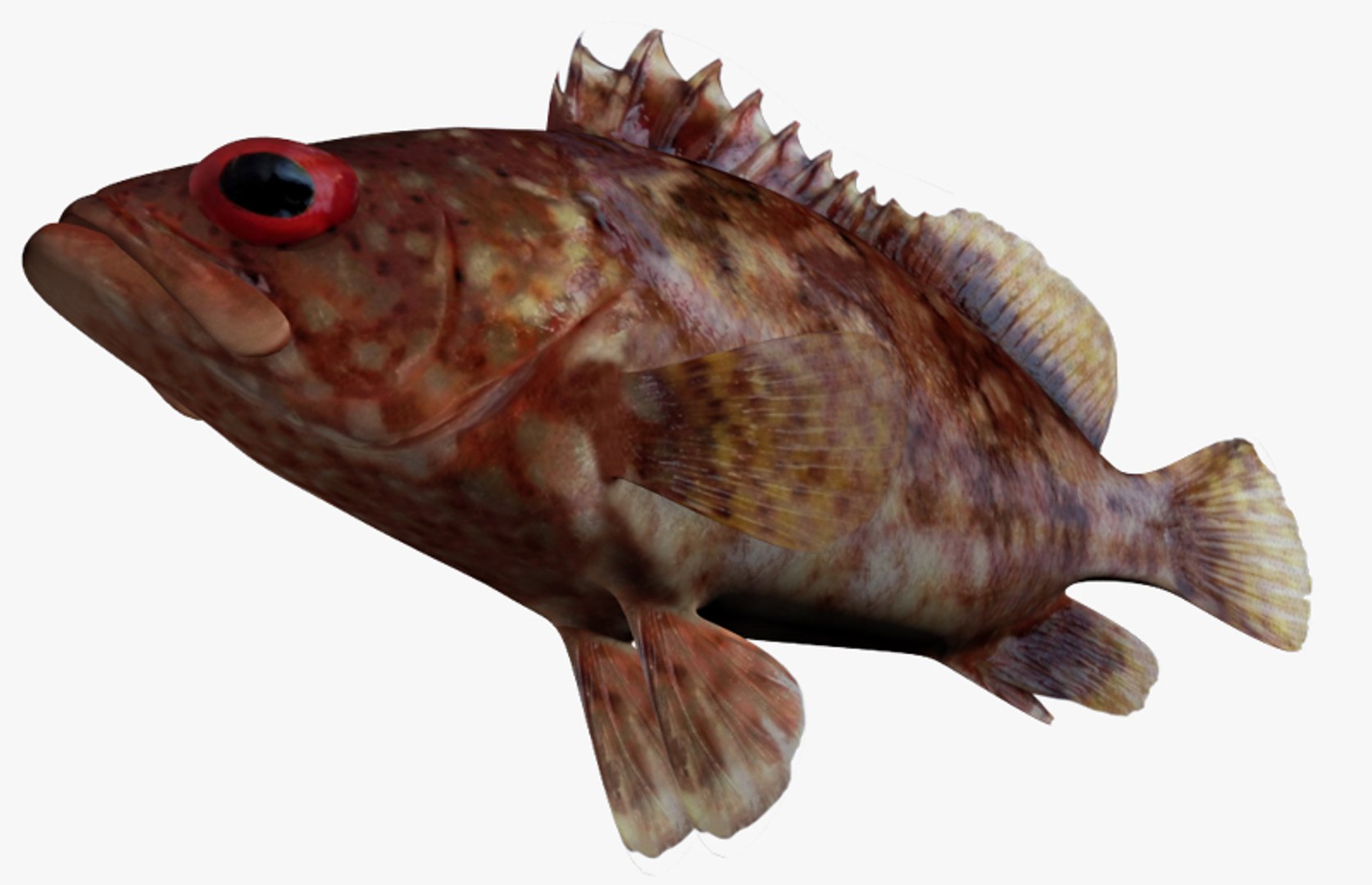 3d Pacific Mutton Hamlet Model