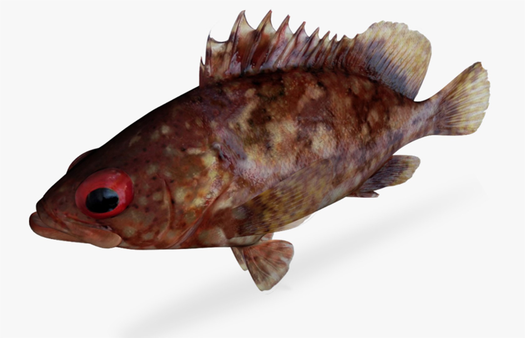3d Pacific Mutton Hamlet Model