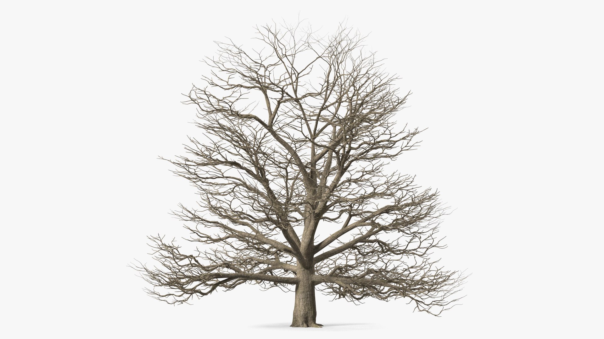 Cedar Lebanon Bark Tree 3D model preview