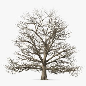 Cedar Lebanon Bark Tree 3D model