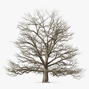 Cedar Lebanon Bark Tree