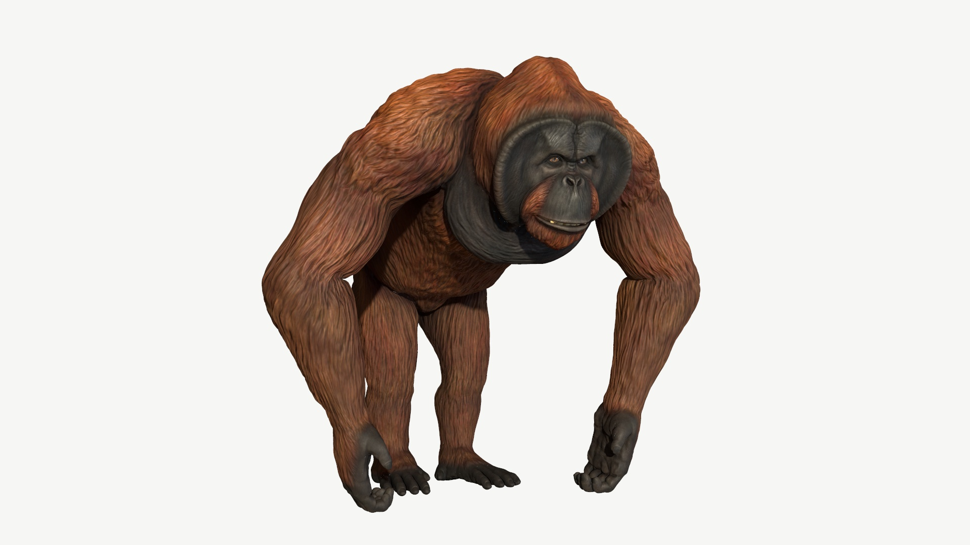 3D orangutan model https://p.turbosquid.com/ts-thumb/SV/HCwlpt/2C/orangutan/jpg/1728351051/1920x1080/turn_fit_q99/fde29c4b65718eb41044ae48e9e4c949f06c1a73/orangutan-1.jpg