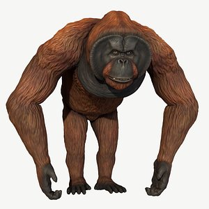 3D orangutan model
