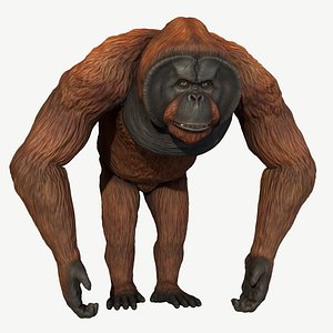 Bornean Orangutan Male