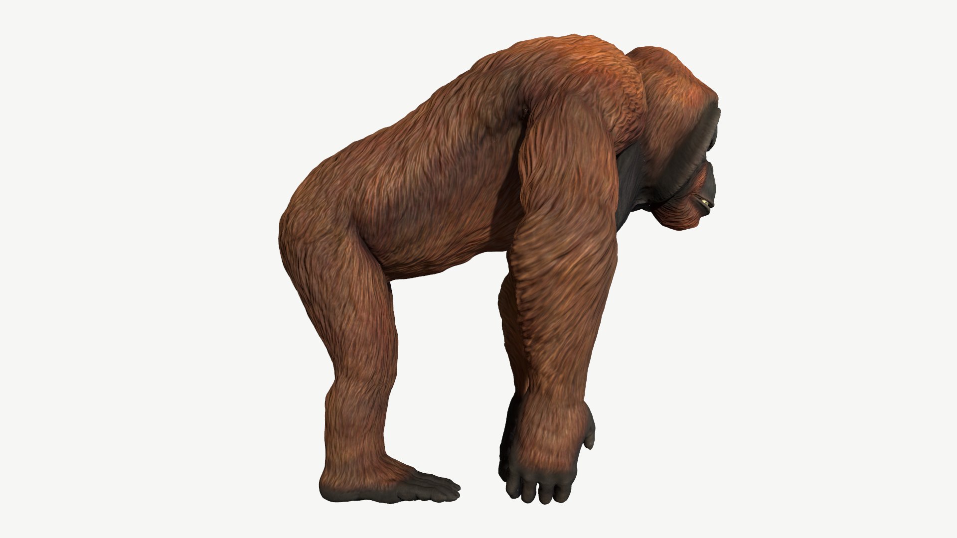 3D orangutan model https://p.turbosquid.com/ts-thumb/SV/HCwlpt/z6/2/png/1728350999/1920x1080/fit_q87/97b0919b7044bff84b8080243828a111f96d141a/2.jpg