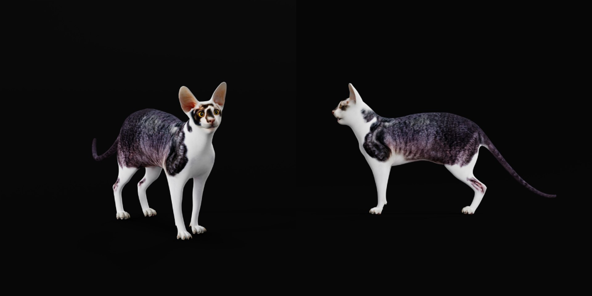 3D Cornish Rex Cat https://p.turbosquid.com/ts-thumb/SV/KZ09Pe/0o/cornish_rex_cat6/png/1734749161/1920x1080/fit_q87/e9360c9824d899fd2c250b414d97656cfb27aaca/cornish_rex_cat6.jpg