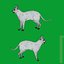 Gato Cornish Rex