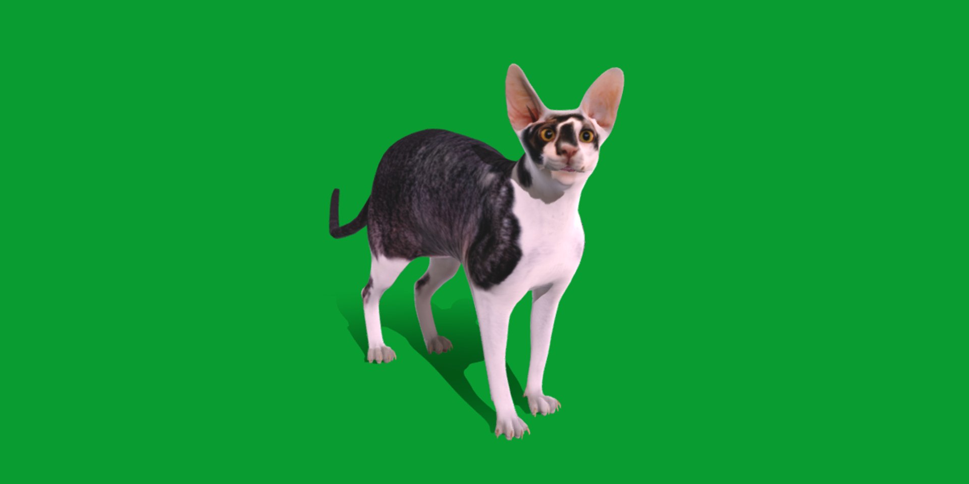 3D Cornish Rex Cat https://p.turbosquid.com/ts-thumb/SV/KZ09Pe/iA/cornish_rex_cat4/png/1734749160/1920x1080/fit_q87/2014ddbffd2f6c467acf1a1a77750ff17c9233f1/cornish_rex_cat4.jpg