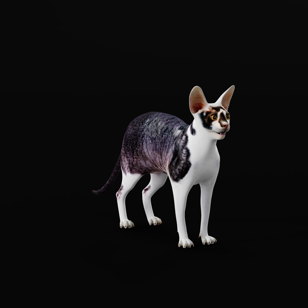 3D Cornish Rex Cat https://p.turbosquid.com/ts-thumb/SV/KZ09Pe/iZ/cornish_rex_cat_rig_ao/jpg/1734749176/1920x1080/fit_q87/e0d9ef697e109ec4a99daeb62f8f4560634e050f/cornish_rex_cat_rig_ao.jpg