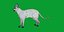 Gato Cornish Rex