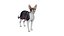 Gato Cornish Rex