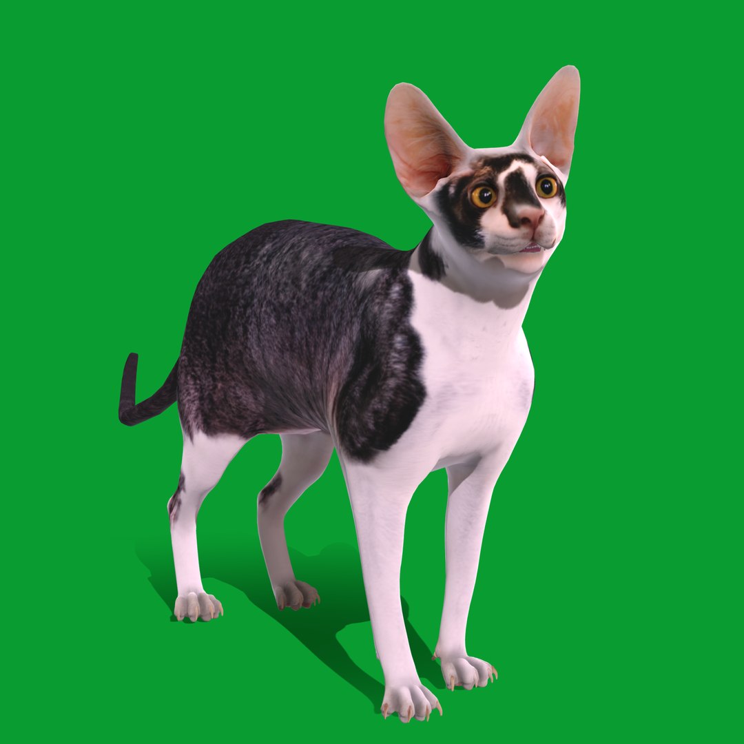 3D Cornish Rex Cat https://p.turbosquid.com/ts-thumb/SV/KZ09Pe/xx/cornish_rex_cat23/png/1734749172/1920x1080/fit_q87/c7c7e0629b93670eab99a95bd1992d28d8aac2fb/cornish_rex_cat23.jpg