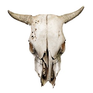 Cow Skull 3D model