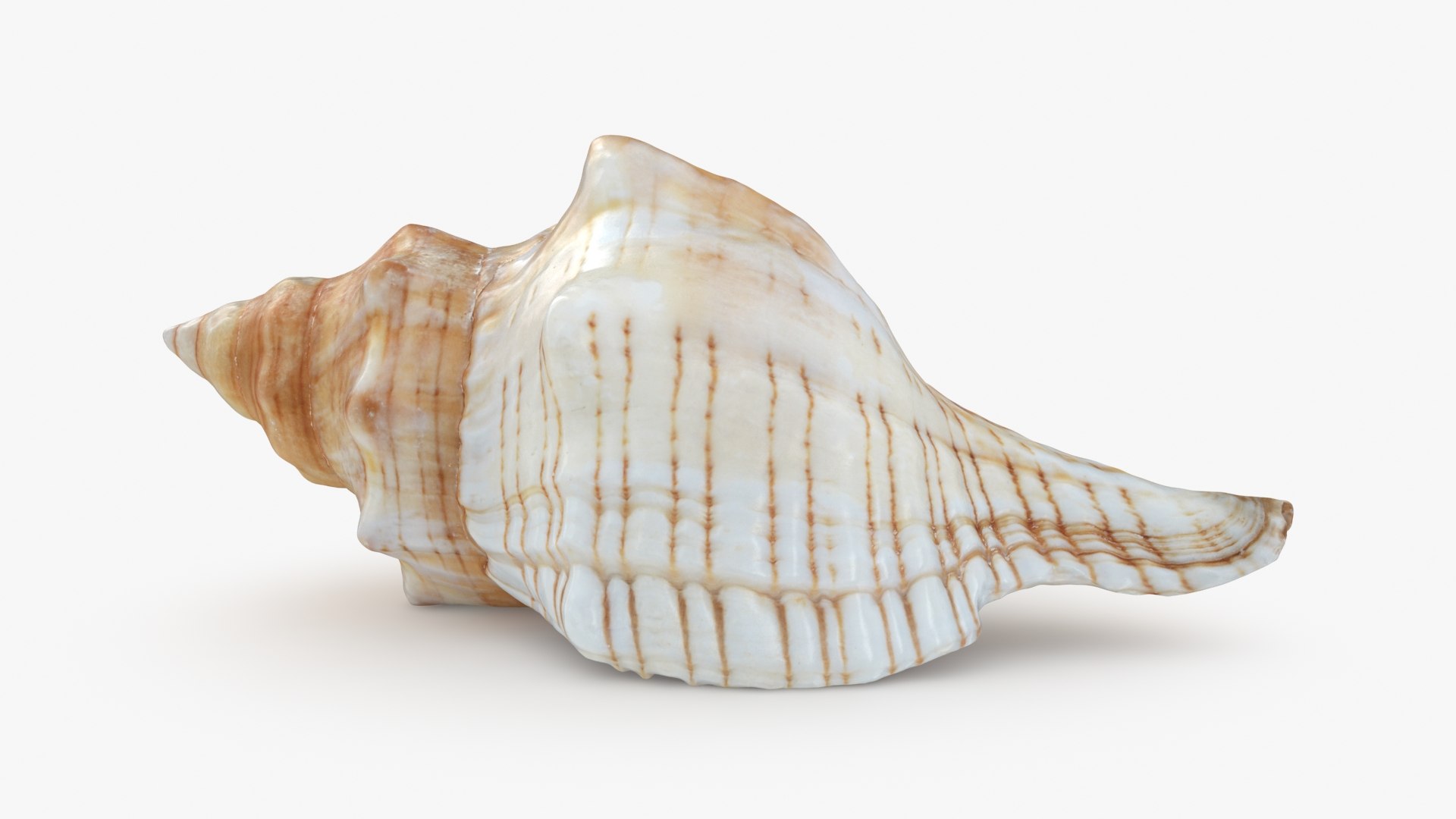 3D Seashells Collection 3 model https://p.turbosquid.com/ts-thumb/SV/iCfpZ1/jJ/pleuroplocatrapezium_a0001/jpg/1713256638/1920x1080/fit_q87/5243b8ed3caaedd30c17c37a95906f93a21d0f62/pleuroplocatrapezium_a0001.jpg