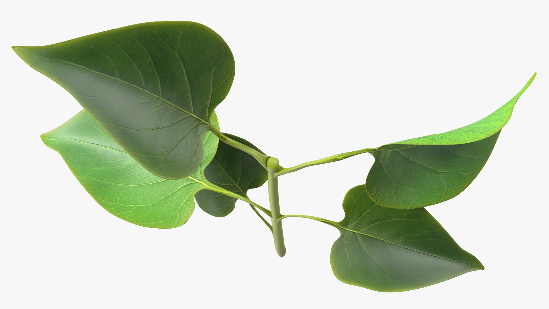 Branch with Green Leaves 3D model https://p.turbosquid.com/ts-thumb/SV/jPgNIy/0n/branchwithgreenleaves3dmodel010/jpg/1699041258/1920x1080/fit_q87/db57424ce057e9b18c67a890f9aee1fa0d00d567/branchwithgreenleaves3dmodel010.jpg