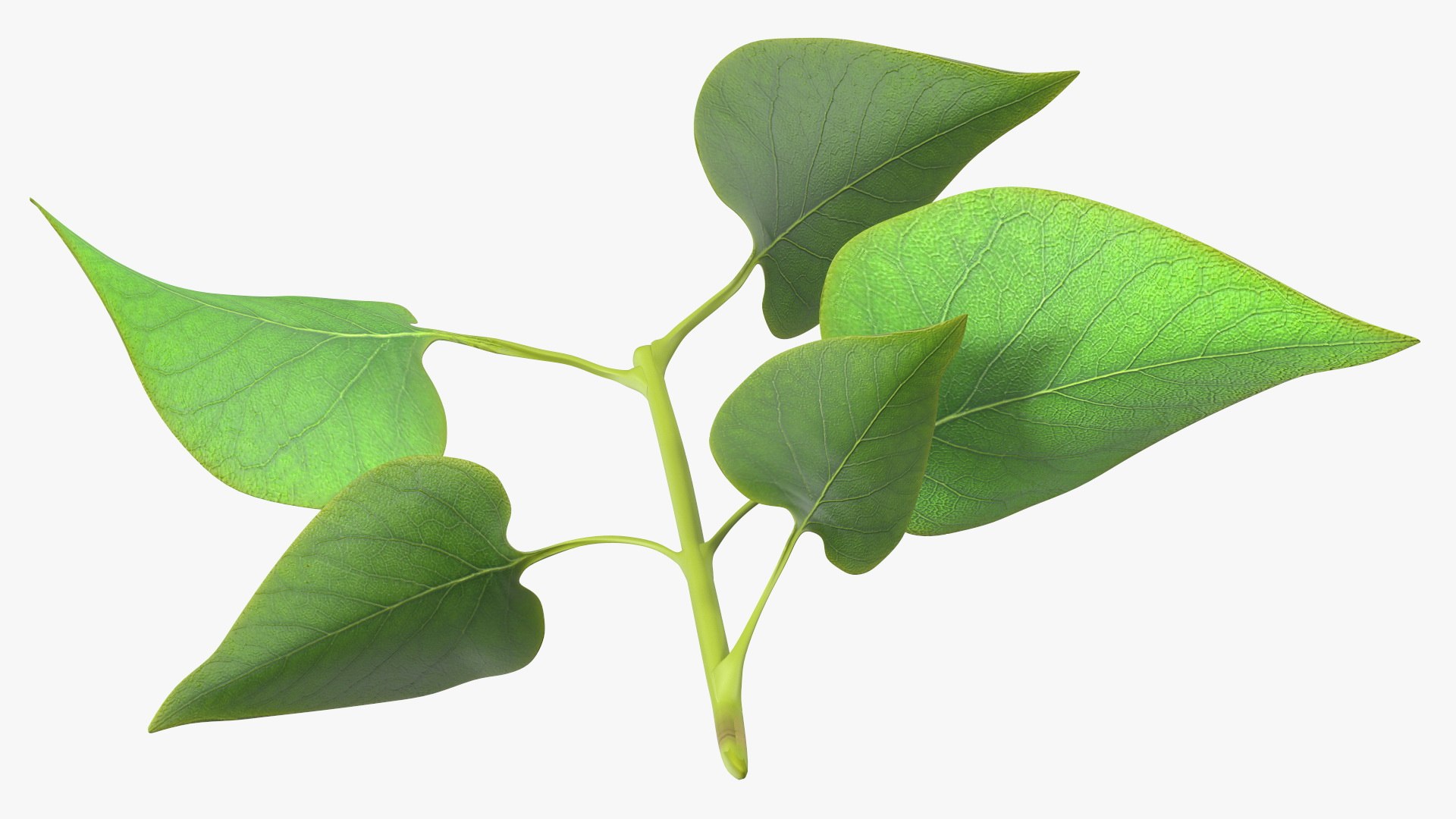 Branch with Green Leaves 3D model https://p.turbosquid.com/ts-thumb/SV/jPgNIy/3o/branchwithgreenleaves3dmodel011/jpg/1699041262/1920x1080/fit_q87/7aa171073bff5fde7ac6591e66caedf098701080/branchwithgreenleaves3dmodel011.jpg