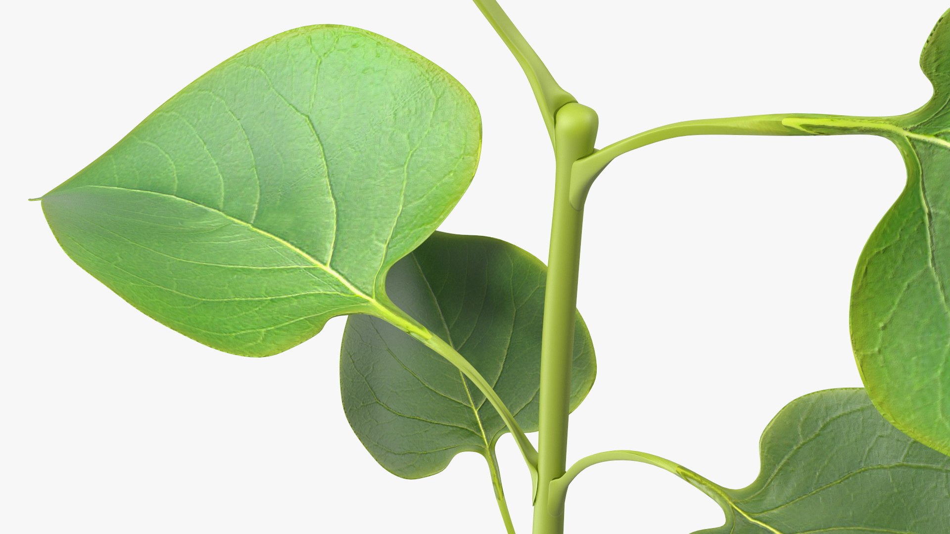 Branch with Green Leaves 3D model https://p.turbosquid.com/ts-thumb/SV/jPgNIy/BE/branchwithgreenleaves3dmodel012/jpg/1699041266/1920x1080/fit_q87/9f90360a0d31c8156d97b5840a84eaa306eba75c/branchwithgreenleaves3dmodel012.jpg