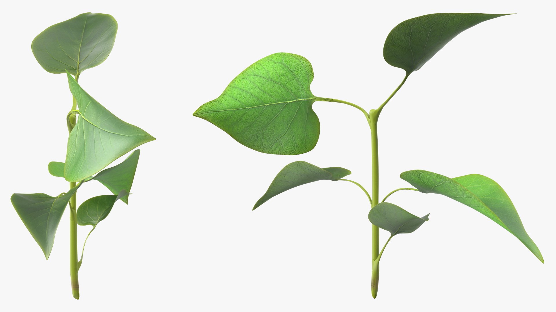 Branch with Green Leaves 3D model https://p.turbosquid.com/ts-thumb/SV/jPgNIy/Eo/branchwithgreenleaves3dmodel008/jpg/1699041251/1920x1080/fit_q87/9cbe8de6388c57da38ca28d3a5113663e28f84b0/branchwithgreenleaves3dmodel008.jpg