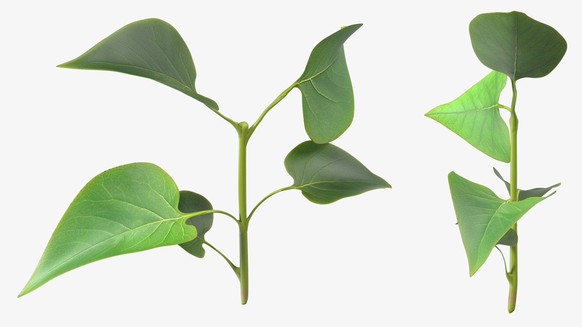 Branch with Green Leaves 3D model https://p.turbosquid.com/ts-thumb/SV/jPgNIy/hm/branchwithgreenleaves3dmodel009/jpg/1699041255/1920x1080/fit_q87/1cb7c117222606d3e59b2006bf87212591d010a5/branchwithgreenleaves3dmodel009.jpg
