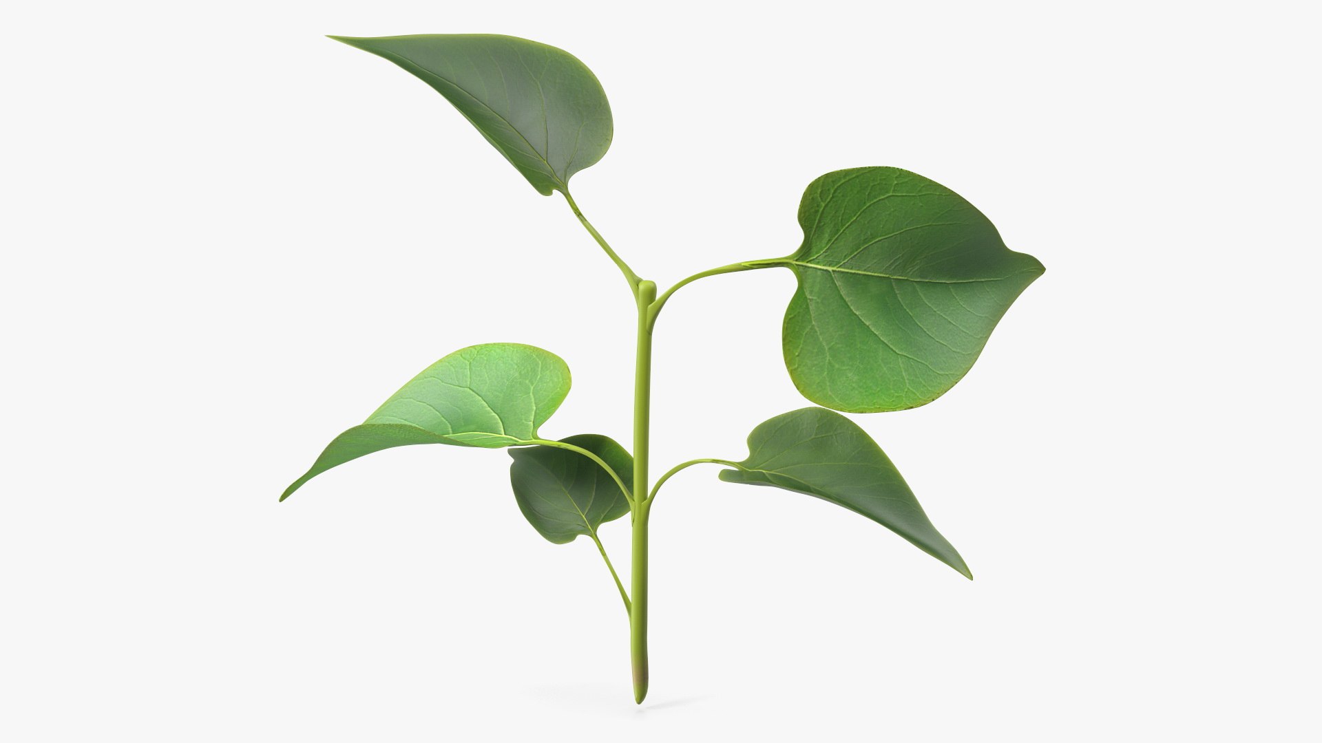Branch with Green Leaves 3D model preview