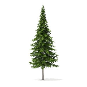 3D fir tree 10m