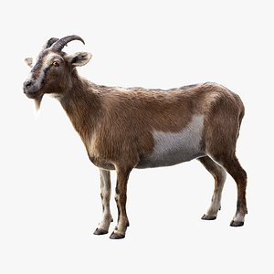 3D Goat RIGGED
