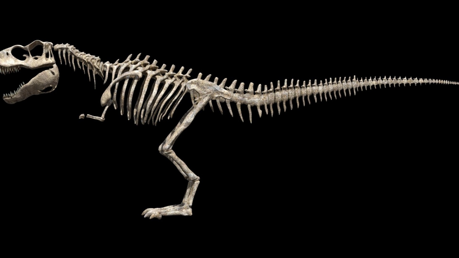 3D TyrannosaurusRex Anatomy 3D - TurboSquid 2449302