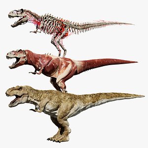 tyrannosaurusRex Anatomy 3D