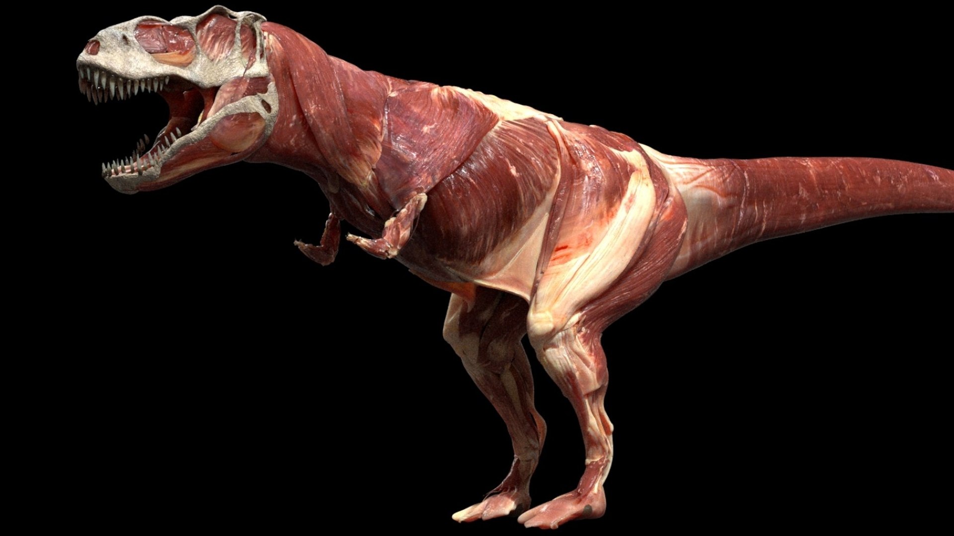 3D TyrannosaurusRex Anatomy 3D - TurboSquid 2449302