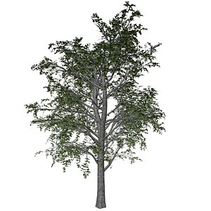3D European Linden Tree - 03 -