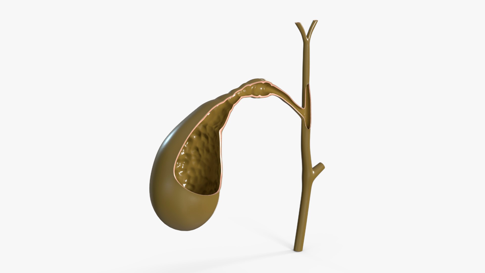 Gall Bladder Cut Plastic 3D model preview