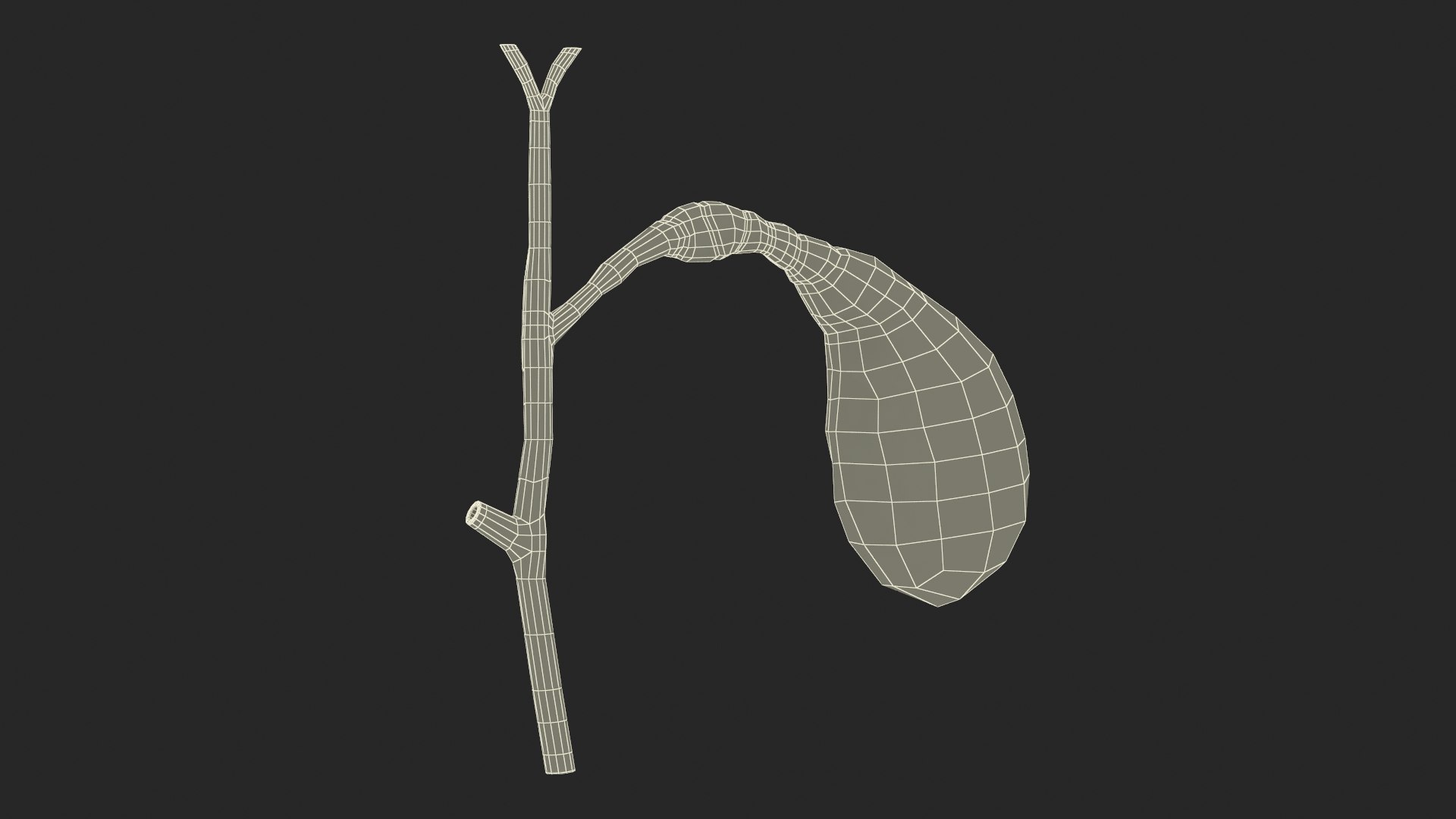 Gall Bladder Cut Plastic 3D Model - TurboSquid 2269826