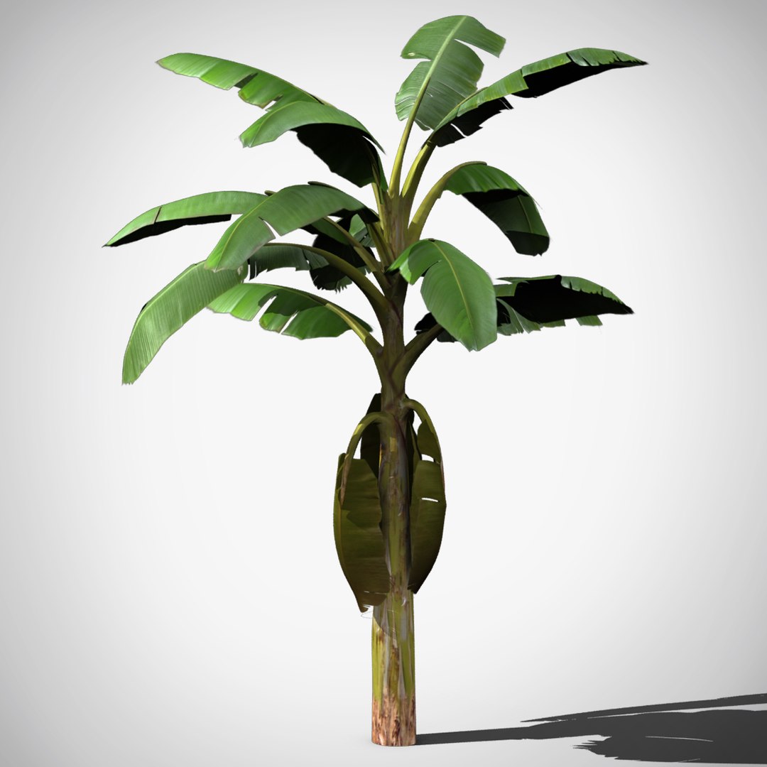 max banana tree
